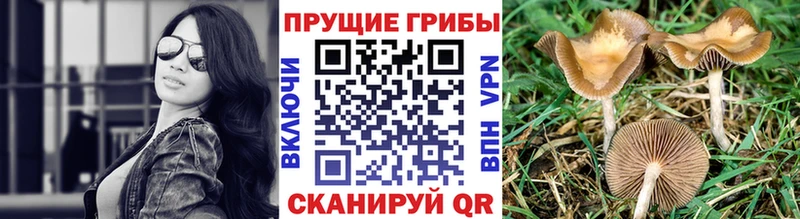 shop клад  где купить наркотик  Балей  Псилоцибиновые грибы мицелий 